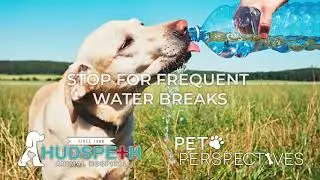 Pet Perspective Holiday Family Trips