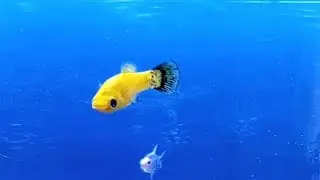 🔴LIVE ikan hias aquarium galon air bag 148 #trending #fyp #indonesia #ikan