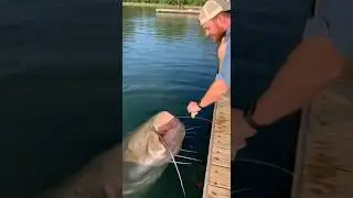 Man Feeds Giant Catfish 😱