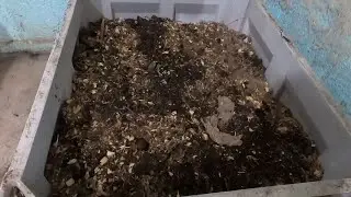 Feeding the new Big Bin of Worms