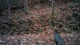 NC Mountains Slide Show - Bushnell Trophy Trail Camera
