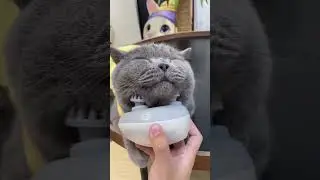 The mini massager your pet will love🌀#dhgate #dhgatefinds #petsupplies