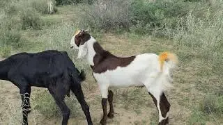 Sindhi Goat meeting Goat#goat#meeting #gaotmeeting#viralvideo #youtube
