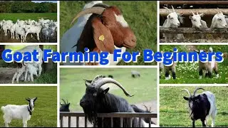 Goat Farming For Beginners, Tips, Ideas and Techniques