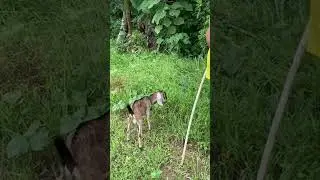 Training a young orphan goat how to browse and graze