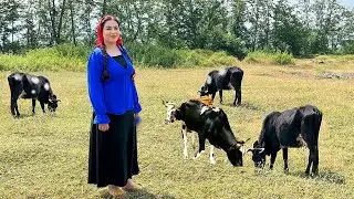 Village Cooking Chicken Over Fire | Peaceful Forest Life & Cow Grazing Scene