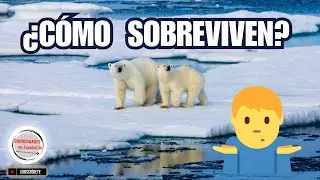 ¿Cómo Sobreviven los Animales en el Ártico?