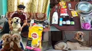 Zaffer`s Diet Plan | Labrador Diet Plan | Labrador Puppy Diet plan | Dog Full Day Diet | Dog Diet |