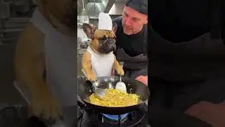 Angry French Bulldog Loses It on the Chef!🧑&zwj;🍳