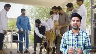 Admission in Livestock Assistant Diploma Institute of Continue Education & Extension UVAS-2023
