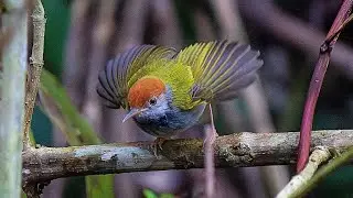 Our Best Shots From Kaeng Krachan National Park