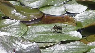Pirate Wolf Spider