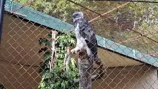 ANIMAIS DO PARQUE DE DOIS IRMÃOS O ZOOLÓGICO DO RECIFE O MAIOR DO NORDESTE