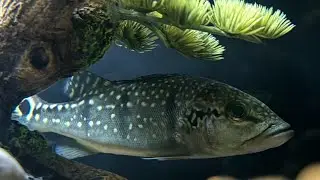 36 gallon bow front clearing up and cycled
