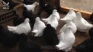 american black show king pigeon | best king pigeon breeds | king pigeons farm
