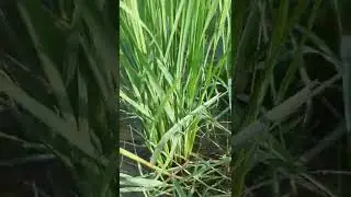 fkb agriculture Rice green field Rice plants growing my agriculture land #shorts