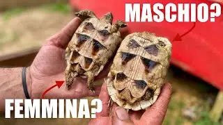 Tartarughe MASCHIO o FEMMINA? Capire il SESSO delle TARTARUGHE DI TERRA | *Undici Giga*