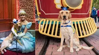Watch Service Dog Fall In Love with Cinderella at Disneyland