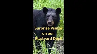 Surprise Black Bear visit on our Backyard Deck #shorts