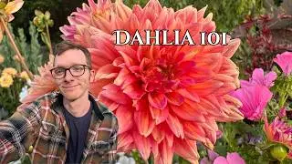 Выращивание георгин в зоне 9b!