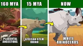 White Rhinoceros Origin Evolution: Who Were White Rhinoceros Ancestors