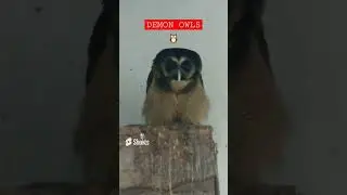 DEMON OWLS 😂😂 #birds #animals #shorts