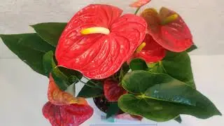 #ЦветыВместе Антуриум Дакота Anthurium Dakota 17/70 (Ultra HD 4K 2160p60FPS)