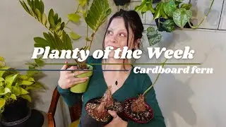 Planty of the Week | 'Cardboard fern'