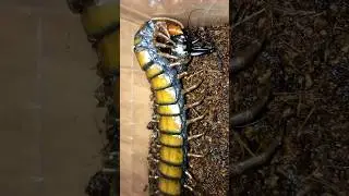 Barbados giant centipede (Scolopendra angulata)