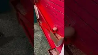 Egg rolling down shoot