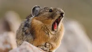 American Pika: Guardians of the Alpine Realms 🏔️🐇