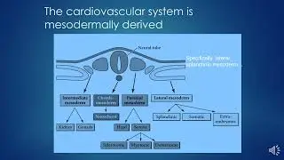 Embryology Of Cardiovascular System - CARDIAC SURGERY