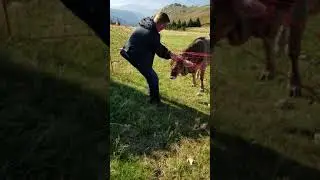 Man helps crying cow, Monte Mottarone, Italy stuck cow