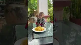 Adorable Baby Monkey&rsquo;s Playtime Will Make Your Day!