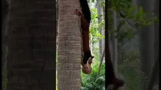 What a BIG Squirrel 🐿️ |DK passion |#shortsfeed #squirrel #animals