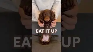 dancing dachshund #minidachshund #puppy #dachshundpuppy #puppy #cutedog #funnydog #dance #cutepuppy