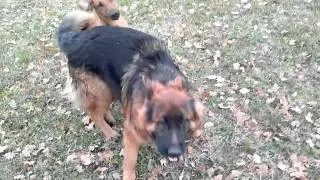 Rhodesian Ridgeback vs german shepherd