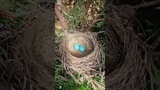 I Found a Nest with Blue Eggs in the middle of the Thuja 💕