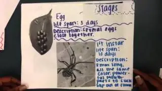 Clown beetle paper slide 3rd