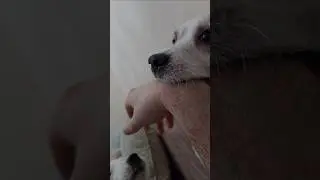 Два хвостика рядом #shortsyoutube #джекрасселтерьер #jackrussellterrier