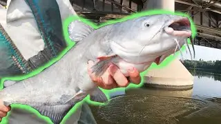 How to Catch a Quick Limit of Summer Catfish Vertical Jigging with Live Bait August 2023