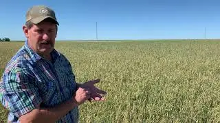 400  Farmer explains hail damaged crop insurance