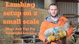 Lambing On A Small Scale Hints And Tips For Successful Lambing.
