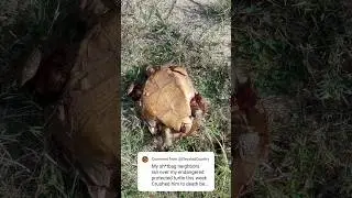 Neighbors MURDERED my ENDANGERED TURTLE! #florida #gophertortoise #turtle #endangered #felonycharges