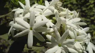 How to Grow and Care Juhi Plant || Jasmine Molle || Fun Gardening || 16 Oct, 2017
