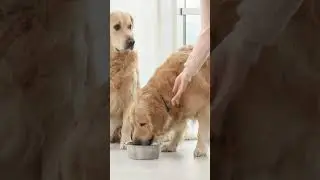 Aggressive Golden Retriever: The Ultimate Guide | Indian Pet Parents | Dog behaviourist