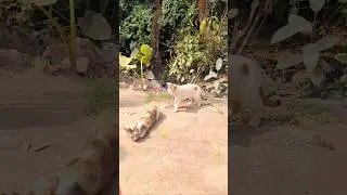 Cat is hot pat 2 #funny video #railsviral #viralvideo #viralreels# #ytviral #ytshortsindia #funny