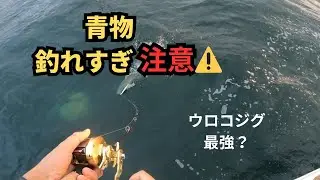 【青物爆釣】釣れすぎ注意…ウロコジグで入れ食い！