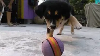 Baby Dog learns to catch the ball for the first time