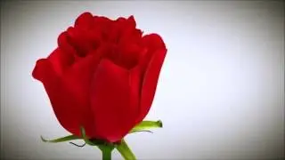 Blooming Rose Animation 3d | Blooming Rose Animation 2016